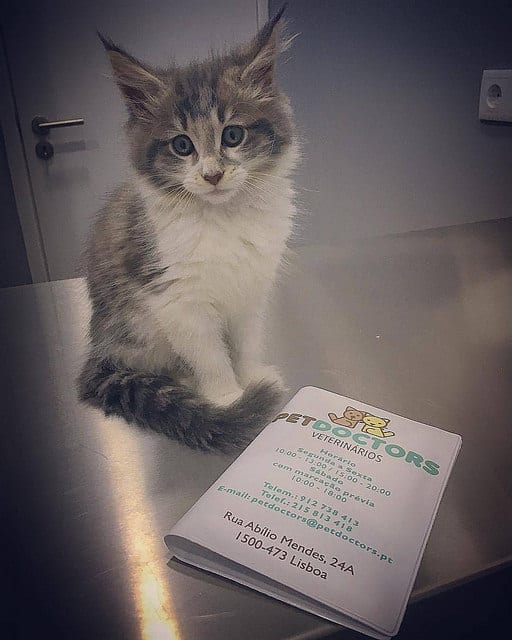 PetDoctors Visitenkarte mit Adresse und Öffnungszeiten der Klinik in Lissabon.