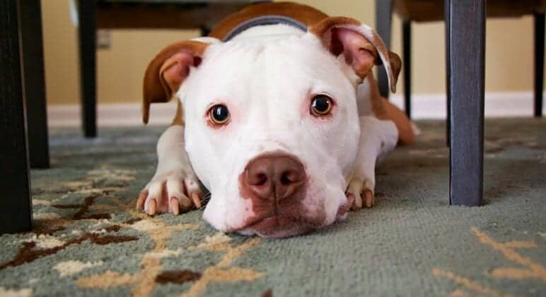 Les accidents arrivent : comment nettoyer l’urine de votre animal