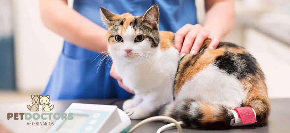Bluthochdruck bei Katzen und Hunden: eine stille Krankheit