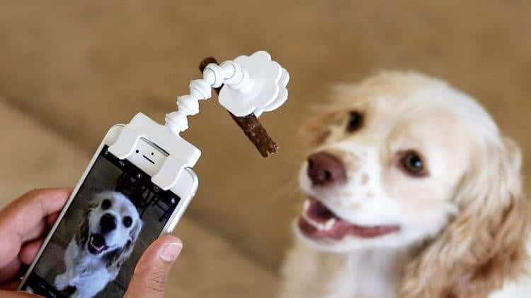Des accessoires fantastiques pour les propriétaires et leurs animaux