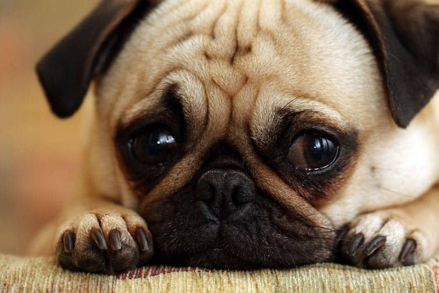 Anxiété : 5 méthodes naturelles pour apaiser un chien anxieux