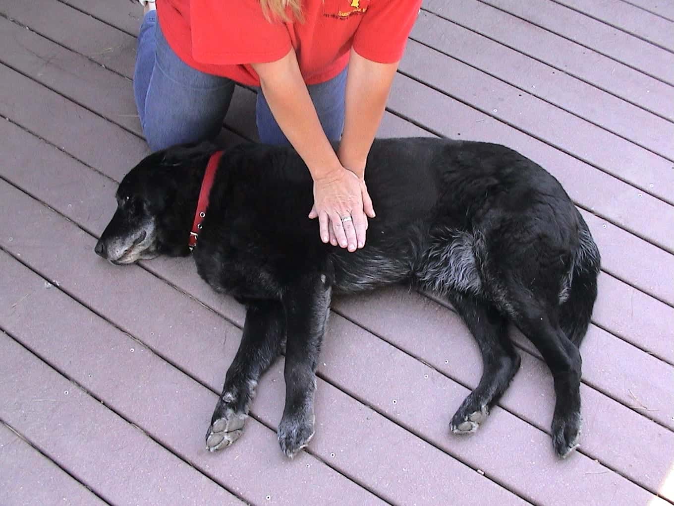 Important : comment pratiquer une réanimation cardio-pulmonaire sur votre chien