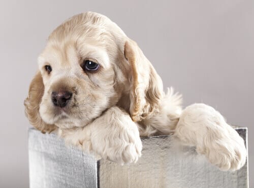 Comment savoir si un chien est bien socialisé
