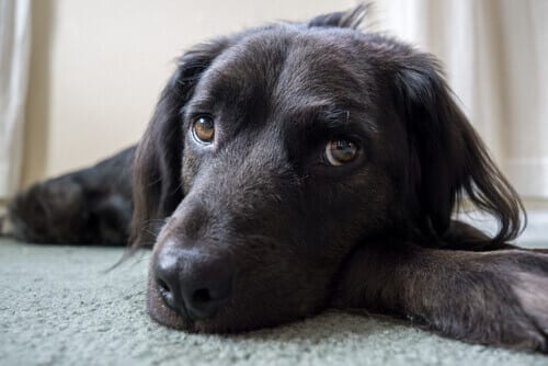 Six choses que vous pensez que votre chien aime, mais…