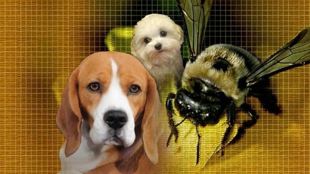 Was tun, wenn Ihr Hund von einer Biene gestochen wurde?