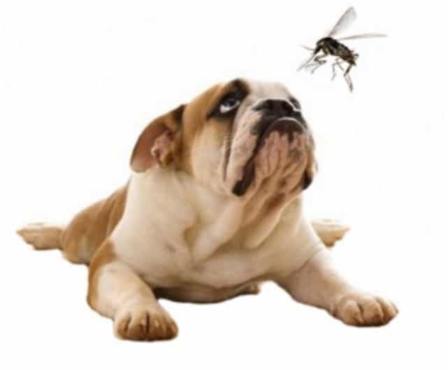 Leishmaniose : ce qu’il faut savoir et comment protéger votre animal