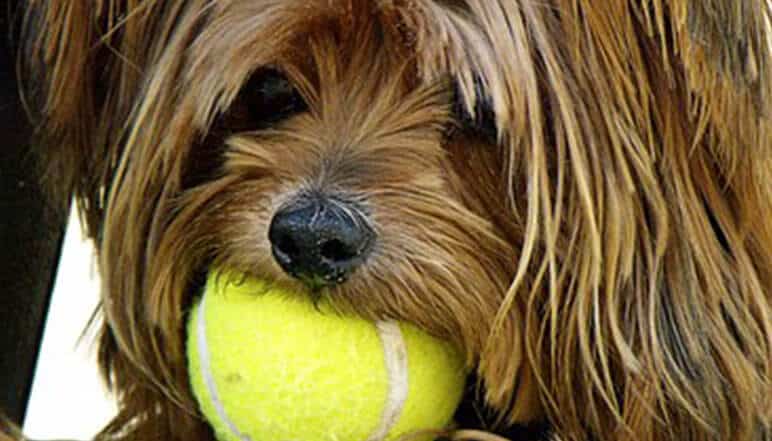 Je veux un chien ou un chat : et maintenant ?