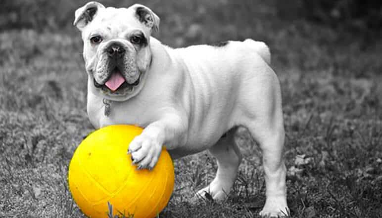 Comment protéger les pattes de votre chien pendant l’été