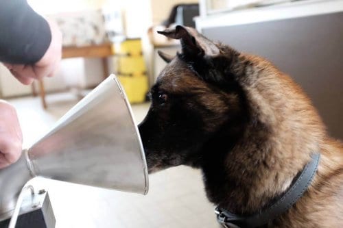 Saviez-vous que les chiens peuvent détecter le cancer du sein ?