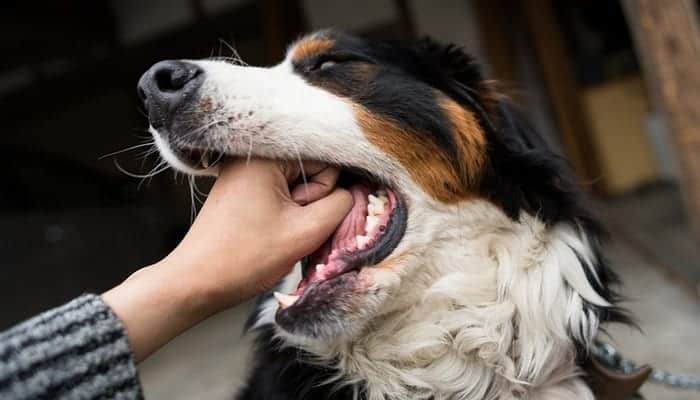 Savez-vous quoi faire si votre chien s’étouffe ?