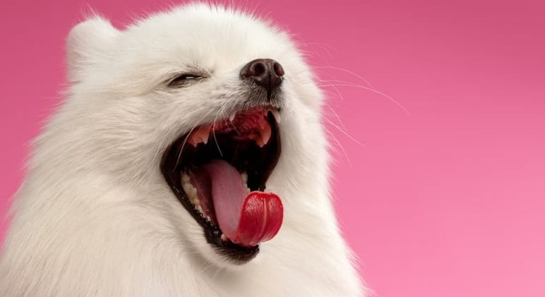 Pourquoi les chiens bâillent-ils ? 5 raisons fréquentes