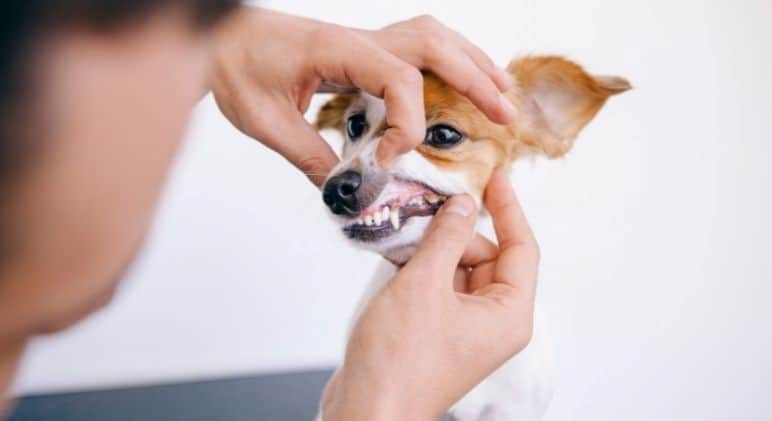 Observación de los dientes de un perro pequeño.