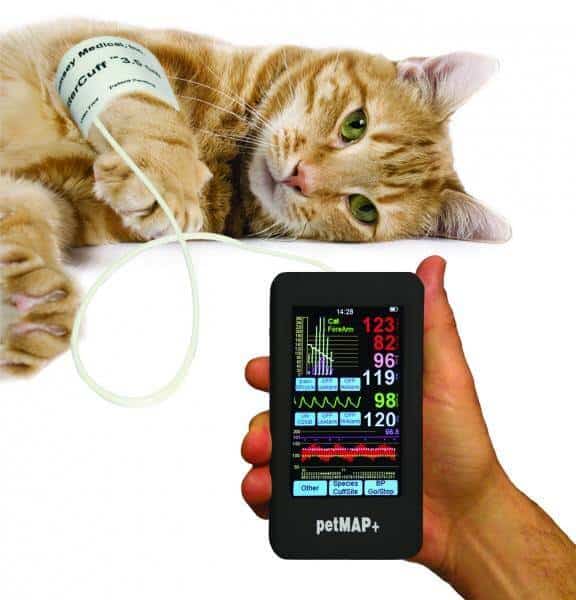 Medición de presión arterial en un gato, con el aparato a mostrar las lecturas.